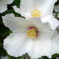 articul-A81592